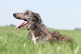 DEERHOUND 024